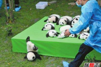 全世界只有中国有大熊猫吗？原因是什么呢？