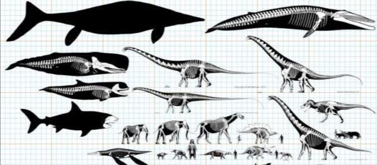 蓝鲸是有史以来最大的动物吗,世界上有比蓝鲸更大的恐龙吗