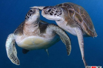 地球现有乌龟寿命排行 第一名寿命让人吃惊