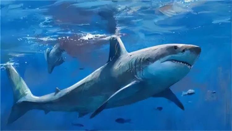 历史上最大的鲨鱼袭击事件「鲨鱼袭击的真实案例」