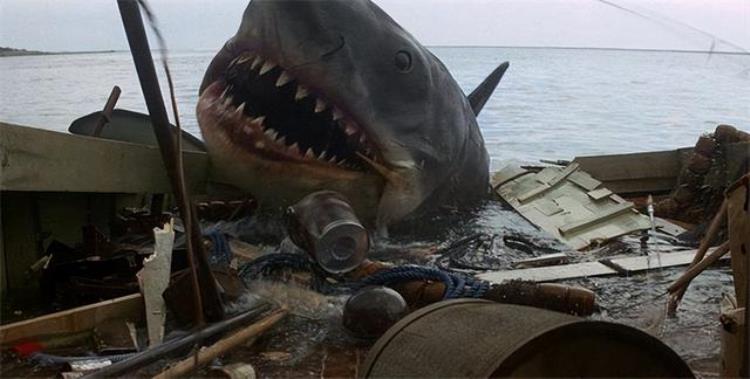 历史上最大的鲨鱼袭击事件「鲨鱼袭击的真实案例」