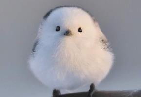 世界上最萌的鸟，网友看了都说可爱（萌化人心）