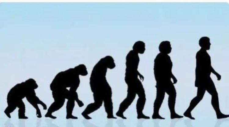 人类的进化过程是什么又分为几个阶段的,人类进化的过程分为四个阶段