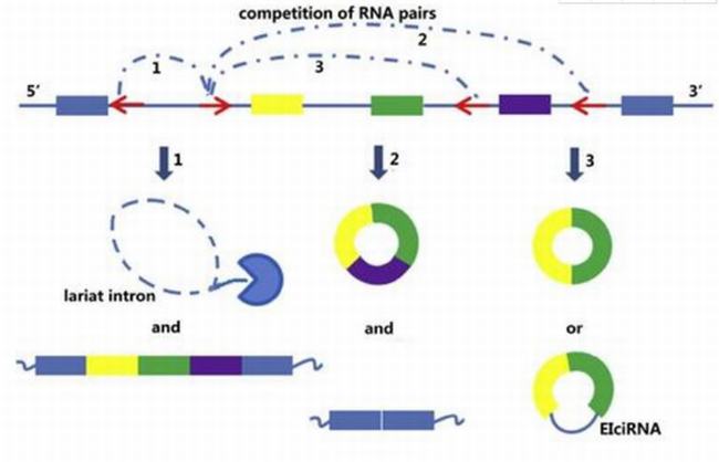 RNA世界假说的内容 RNA世界假说的提出和解密