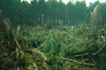武汉铁树结果被摘,武汉700多棵大树一夜之间折断