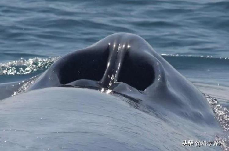 为什么鲸鱼可以下潜2000米,潜艇为什么没鲸鱼下潜得深