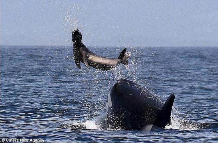 座头鲸为何喜欢和虎鲸过不去,座头鲸为啥喜欢打虎鲸