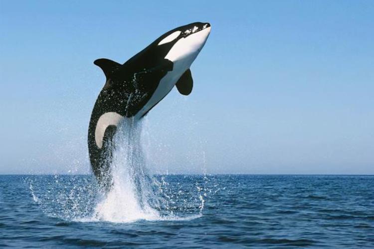 座头鲸为何喜欢和虎鲸过不去,座头鲸为啥喜欢打虎鲸