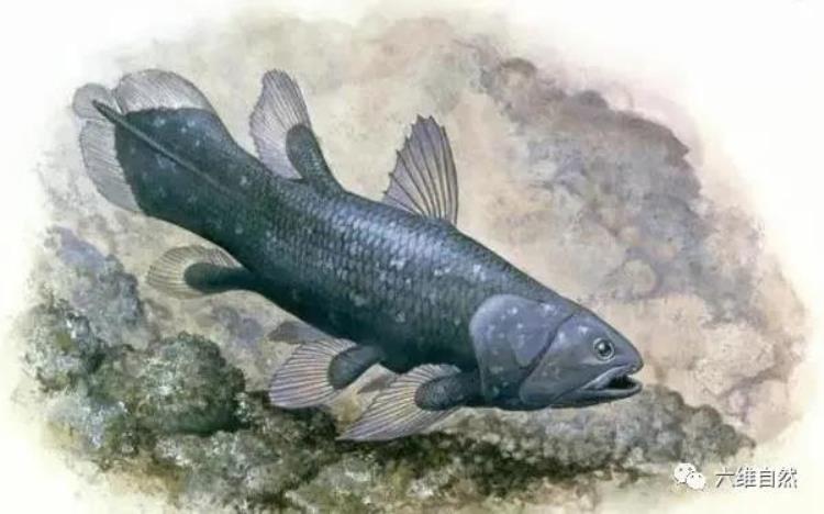 已经灭绝的远古鱼类,近百年来已经灭绝的鱼类