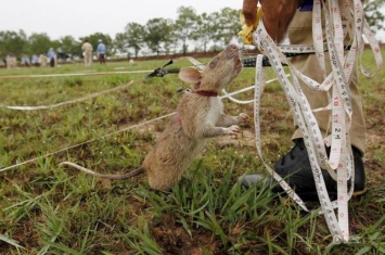 柬埔寨老鼠排雷,柬埔寨老鼠排雷