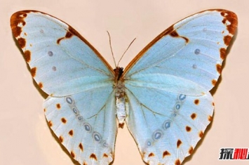 肯特闪蝶的特征 自带渐变蓝色的蝴蝶（独特而美丽）