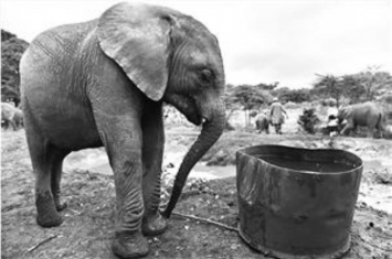 遇到非洲象怎么办,如何避免与大象冲突