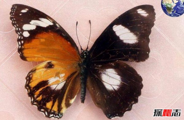 世界上最诡异的蝴蝶鬼美人凤蝶 捕猎者都会离奇死亡