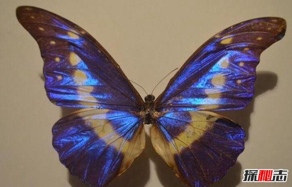凤蝶是什么动物？凤蝶的品种有哪些
