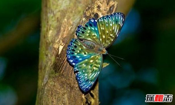 爱神闪蝶：闪亮美丽的蓝色蝴蝶（光芒丰富）