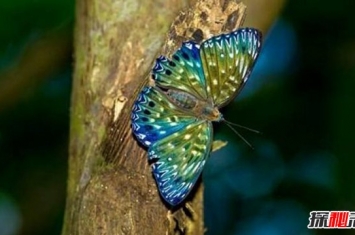 蓝光骇客电蛱蝶 天空中飞舞的斑点蝶