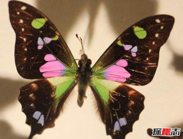 翅膀不对称的蝴蝶：皇蛾阴阳蝶 长相奇特带着毒性