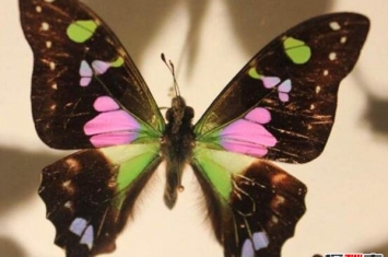 颜色丰富的蝴蝶：三色青凤蝶 对称之美令人着迷