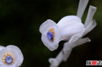 死亡之花水晶兰 水晶兰有什么特别之处