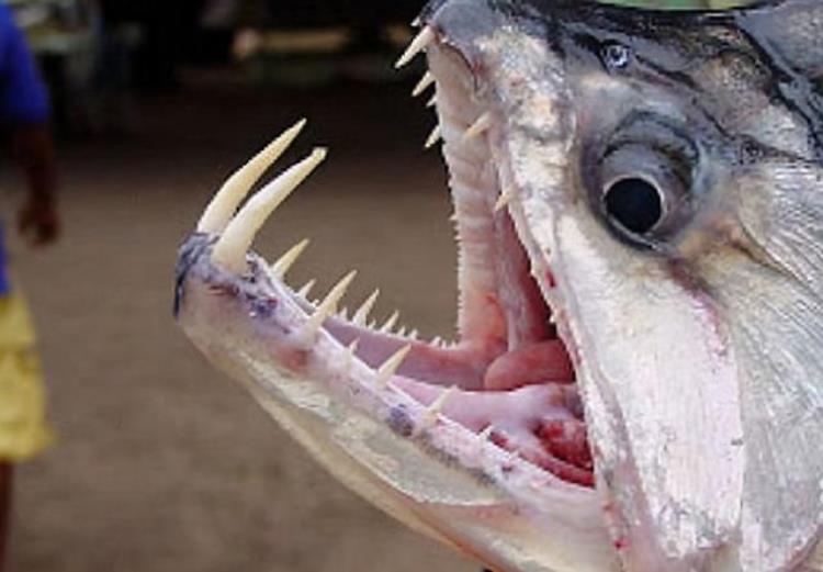 食人鱼那么可怕为什么没有称霸亚马逊河,亚马逊河十大恐怖生物