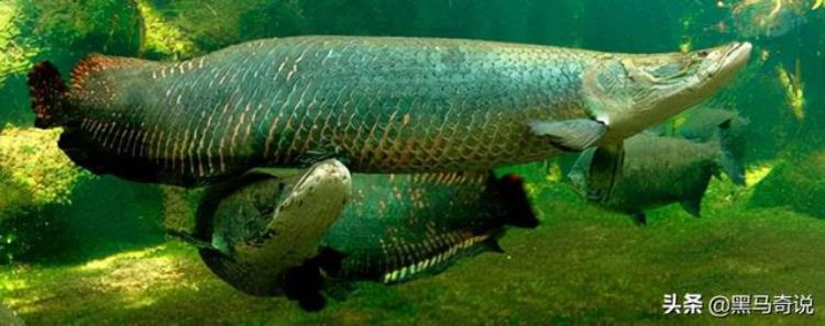食人鱼那么可怕为什么没有称霸亚马逊河,亚马逊河十大恐怖生物