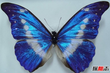 世界最美的蝴蝶 光明女神闪蝶（曾被拍卖36万人民币）