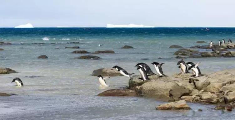 企鹅中最大的企鹅,世界上最大企鹅有多大