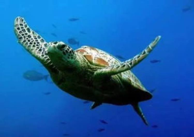世界上最大型的海龟是什么龟,巨大海龟