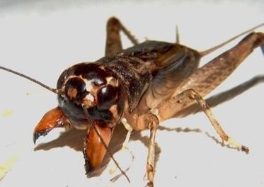 蝈蝈和蟋蟀是一种昆虫吗(山东宁津蛐蛐为什么有名)