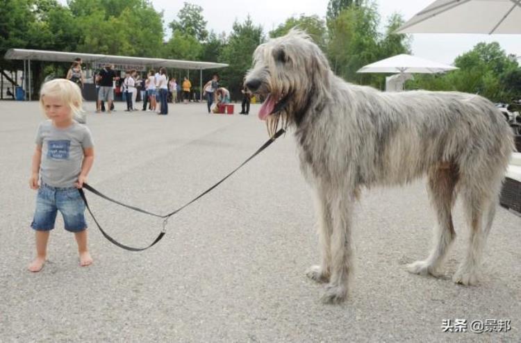 全球最丑的十大狗狗排名榜,世界最丑的狗狗排行