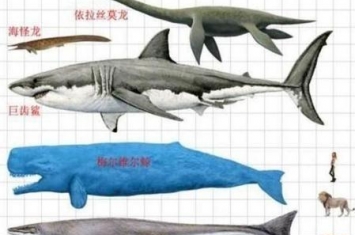 梅尔维尔鲸谁更厉害(巨齿鲨苍龙梅尔维尔鲸和龙王鲸对决)