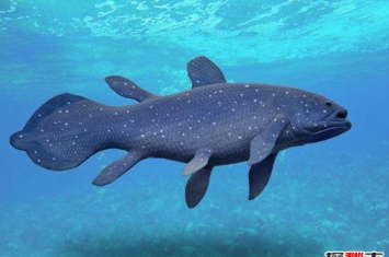 世界上最古老的鱼 腔棘鱼近况如何灭绝了吗