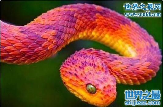 有趣的蛇香蛇，散发香味造型美丽的蛇