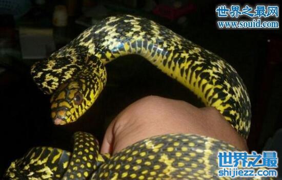 有趣的蛇香蛇，散发香味造型美丽的蛇