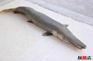 世界历史最悠久的五大生物 魔鬼鱼长相可怕起源于侏罗纪