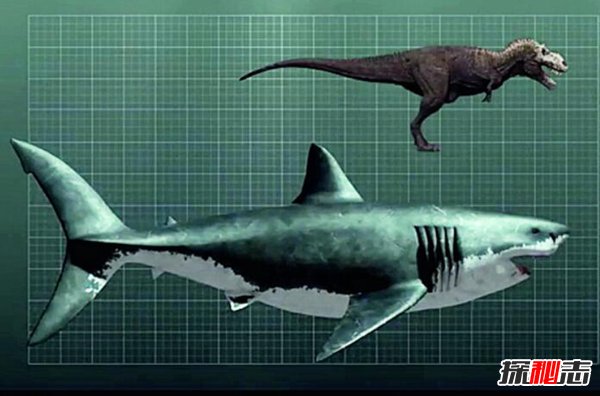 远古海洋超强霸主 巨齿鲨的天敌是谁（顶级掠食者）