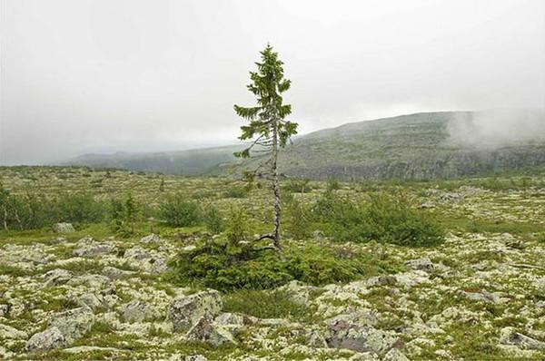 一棵树木到底可以活多久？人类发现最古老的树木竟然已经9500岁