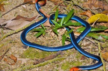 世上体型最长的毒蛇眼镜王蛇