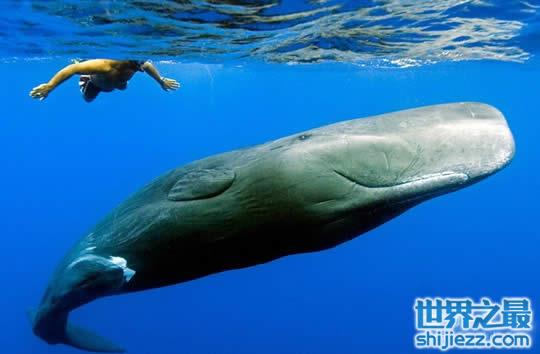 鲸鱼图片大全，盘点关于鲸鱼的10个世界之最