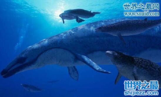 鲸鱼图片大全，盘点关于鲸鱼的10个世界之最