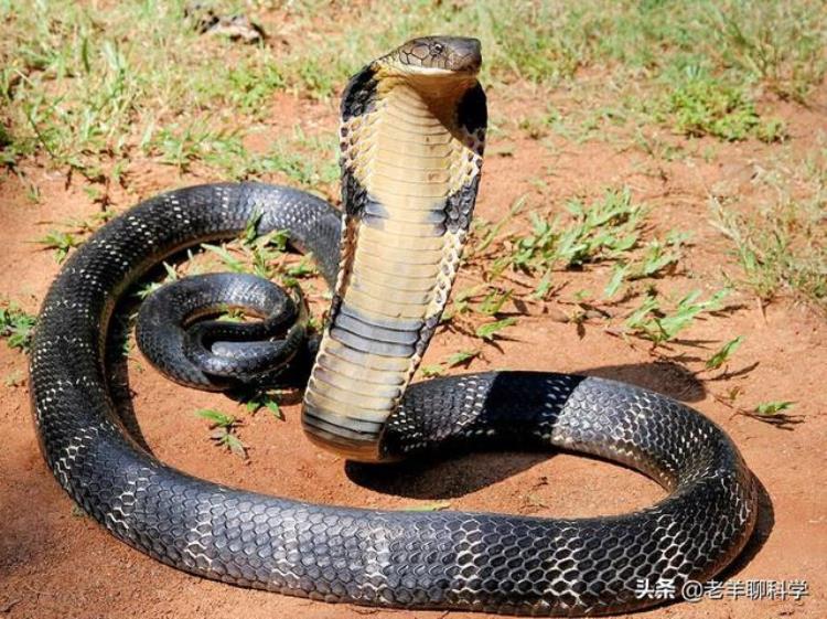 攀枝花18斤眼镜王蛇「四川3米18斤眼镜王蛇闯民宅为国家二级保护动物究竟能不能打」