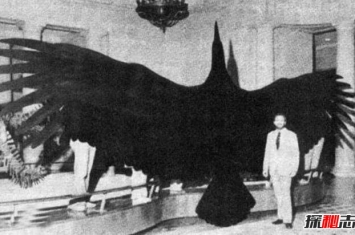 盘点世界上最大的鹰，阿根廷巨鸟(翼展7米重70公斤)