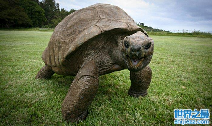 乌龟的寿命最长可达182岁，盘点寿命最长的乌龟