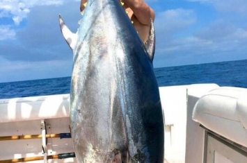 世界上最贵的鱼是什么鱼，巨型金枪鱼(价值1190万元)
