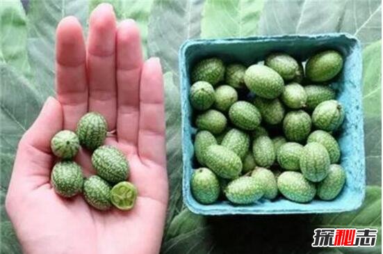 世界上最小的西瓜，拇指西瓜(只有3厘米大)