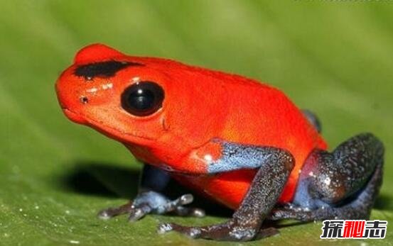 世界最毒青蛙，红带箭毒蛙(瞬间可毒死2万只老鼠剧毒无解)