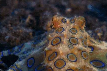 世界上最毒的章鱼，蓝环章鱼(全身毒液可秒杀26人)
