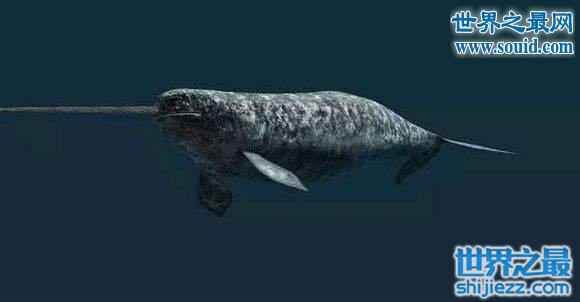 探索独角鲸长角的作用，其实就是一个感知器官