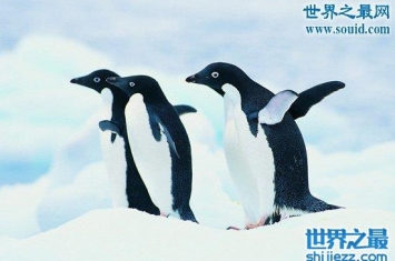 誓死保护同类的阿德利企鹅，10年后可能走向灭绝
