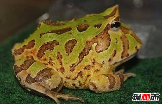 世界最萌宠物蛙，南美绿角蛙体型圆滚惹人爱(图片)
